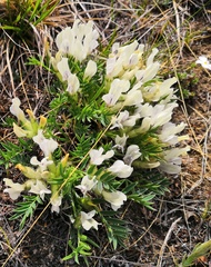 Oxytropis peschkovae