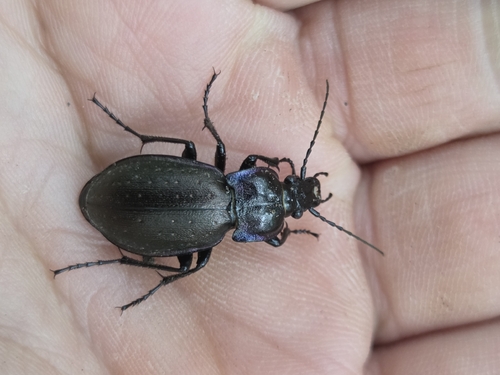 Bronze Ground Beetle