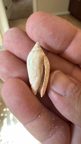 Oliva spicata observed 2026-10-16