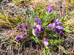Oxytropis leucotricha