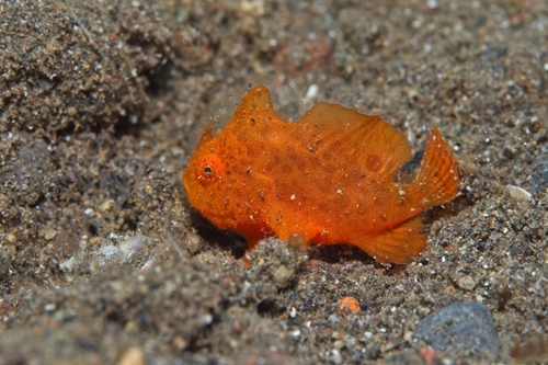 Antennarius pictus observed 2026-10-16