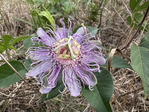 purple passionflower