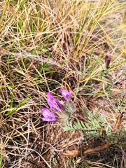 Astragalus suffruticosus