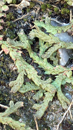 Mediterranean clubmoss