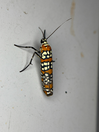 Ailanthus Webworm Moth