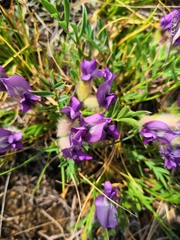 Oxytropis leucotricha