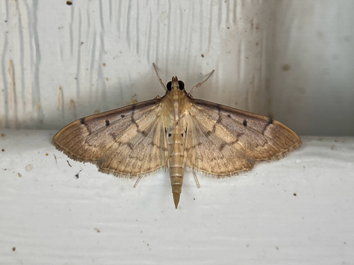 Southern Beet Webworm Moth