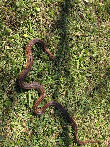 Red Cornsnake observed by jbelliott95