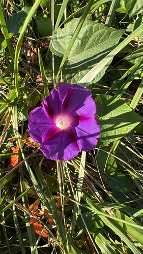 common morning-glory