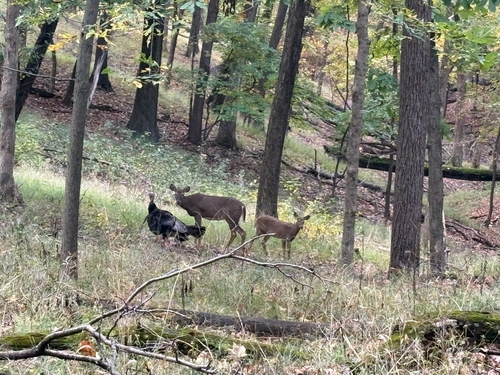 White-tailed Deer