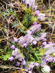 Oxytropis peschkovae