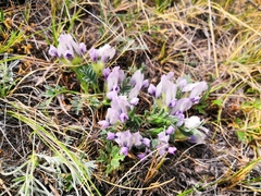 Oxytropis peschkovae