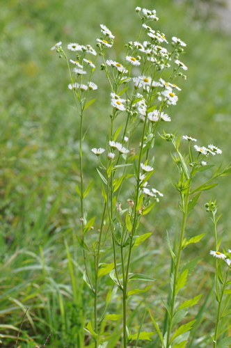 annual fleabane