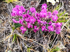 Oxytropis triphylla