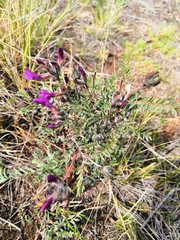 Astragalus suffruticosus