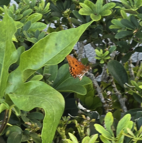 Gulf Fritillary