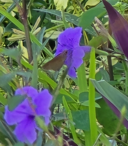 Monk Skipper