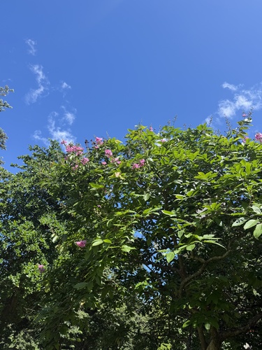 Lagerstroemia speciosa observed 2026-10-16