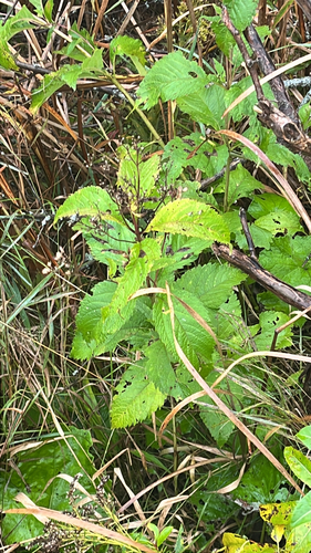 Eutrochium maculatum, 2026-10-16