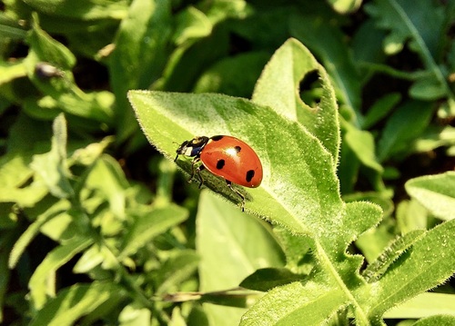 Seven-spotted Lady Beetle