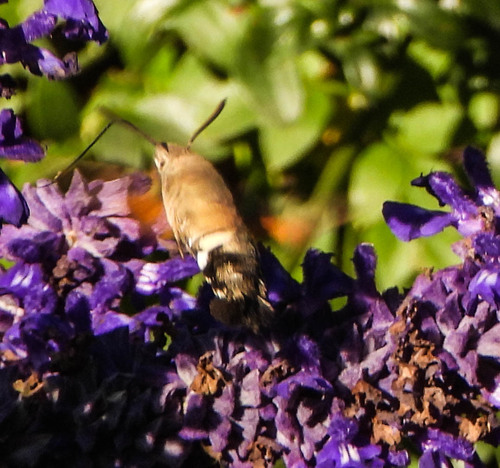 Eurasian Hummingbird Hawkmoth