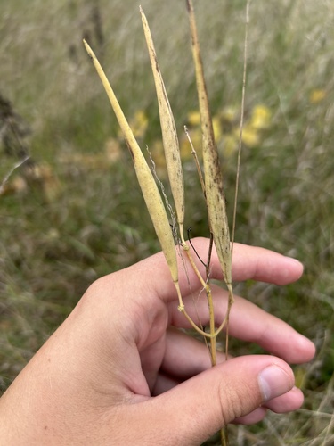 whorled milkweed