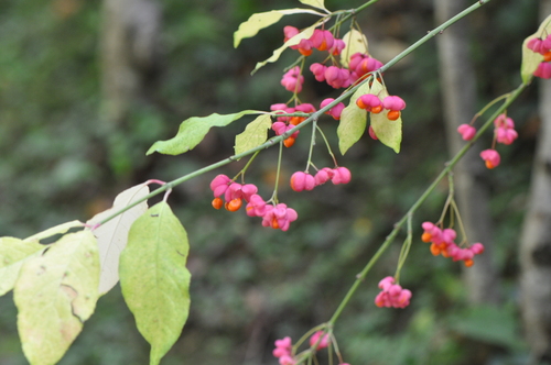 Spindle