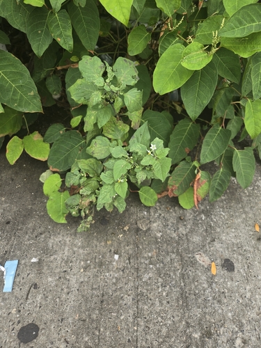 black nightshade