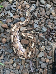 Bitis gabonica