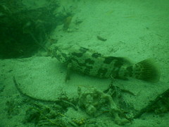 Epinephelus coioides