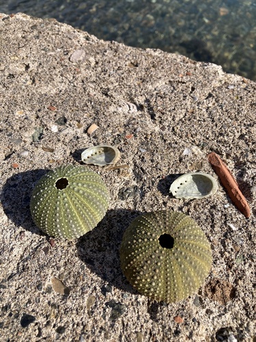 Atlantic Purple Sea Urchin