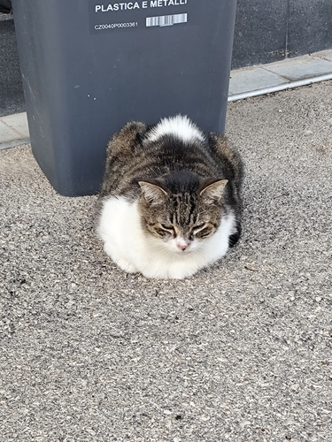 Domestic Cat