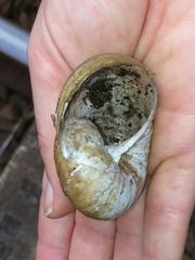 Natalina cafra