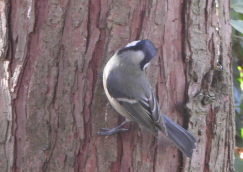 Great Tit