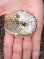 Natalina cafra