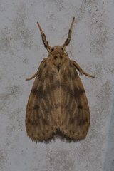 Miltochrista floccosa