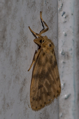 Miltochrista floccosa