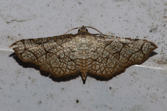 Hypolamprus