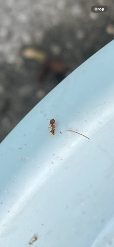 Pheidole megacephala observed 2026-10-16