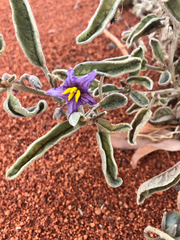 Solanum elaeagnifolium