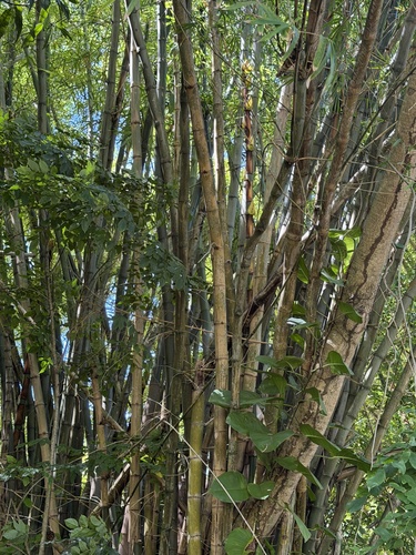 Bambusa vulgaris observed 2026-10-16