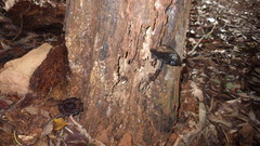 Sanguinoderma rugosum