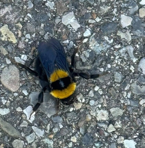 Clay Bumble Bee