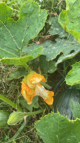 Cucurbita pepo observed 2026-10-16