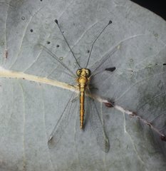 Suhpalacsa dietrichiae