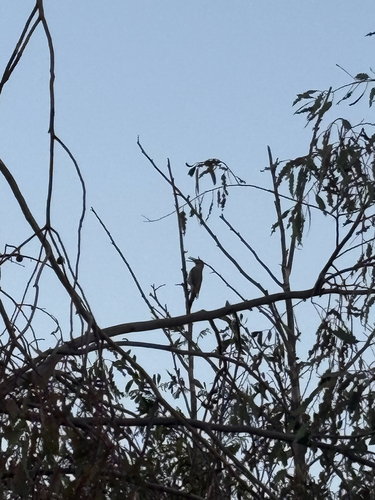 Northern Flicker