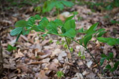 Polygonatum