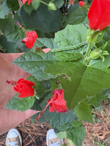 Turk's cap