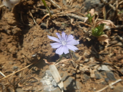 Cichorium pumilum