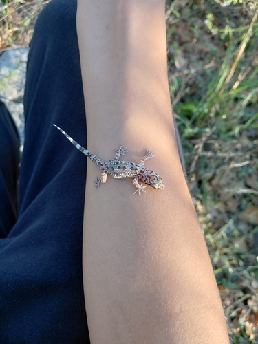 Mediterranean House Gecko